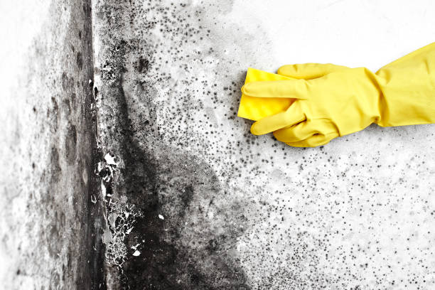 Best Certified Mold Removal  in Layhill, MD