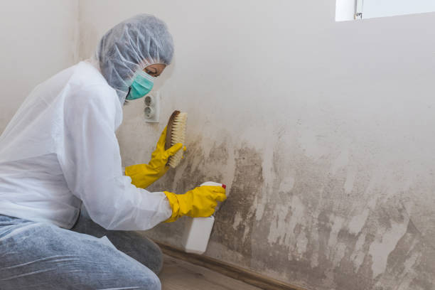 Best Residential Mold Removal  in Layhill, MD