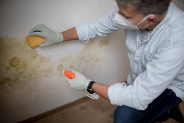 Best Crawl Space Mold Removal  in Layhill, MD