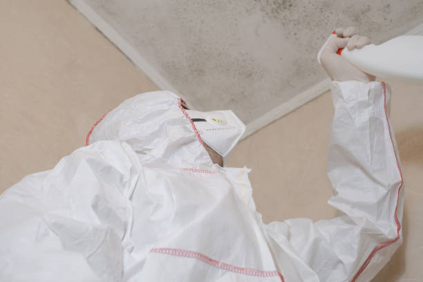 Professional Mold Removal in Layhill, MD