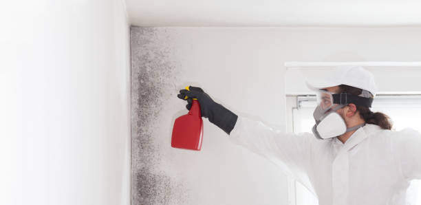 Mold Removal Process in Layhill, MD