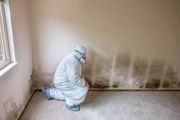 Best Professional Mold Removal  in Layhill, MD