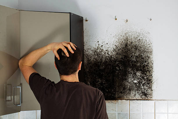 Best Professional Mold Removal  in Layhill, MD